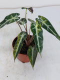 Alocasia Polly Aurea Variegata