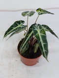 Alocasia Polly Aurea Variegata