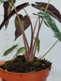 Alocasia Polly Aurea Variegata