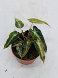 Alocasia Polly Aurea Variegata