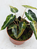 Alocasia Polly Aurea Variegata