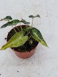 Alocasia Polly Aurea Variegata