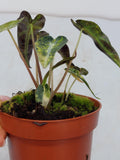 Alocasia Polly Aurea Variegata