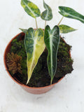 Alocasia Polly Aurea Variegata