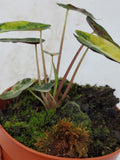 Alocasia Polly Aurea Variegata