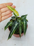 Alocasia Polly Aurea Variegata