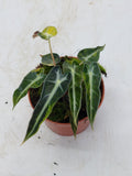 Alocasia Polly Aurea Variegata