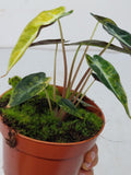 Alocasia Polly Aurea Variegata