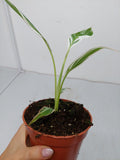 Musa Variegata