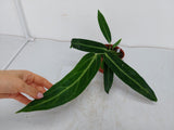 Anthurium Warocqueanum