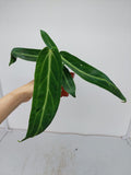 Anthurium Warocqueanum