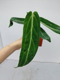 Anthurium Warocqueanum