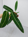 Anthurium Warocqueanum