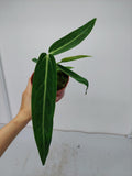 Anthurium Warocqueanum