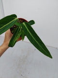 Anthurium Warocqueanum