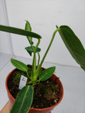 Anthurium Warocqueanum