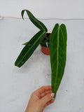 Anthurium Warocqueanum