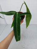 Anthurium Warocqueanum