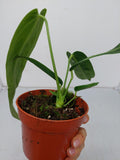 Anthurium Warocqueanum