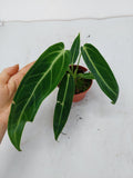 Anthurium Warocqueanum