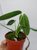 Anthurium Warocqueanum