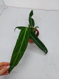 Anthurium Warocqueanum