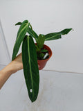 Anthurium Warocqueanum