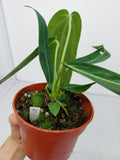 Anthurium Warocqueanum