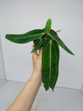 Anthurium Warocqueanum