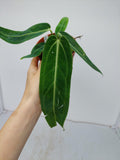 Anthurium Warocqueanum