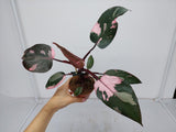 Philodendron Pink Princess