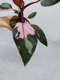 Philodendron Pink Princess