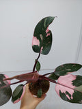 Philodendron Pink Princess