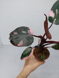 Philodendron Pink Princess