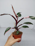 Philodendron Pink Princess