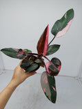 Philodendron Pink Princess