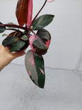 Philodendron Pink Princess