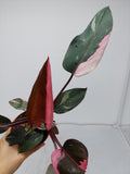 Philodendron Pink Princess