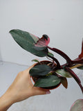 Philodendron Pink Princess