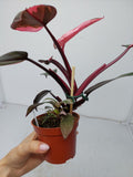 Philodendron Pink Princess