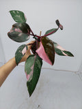 Philodendron Pink Princess