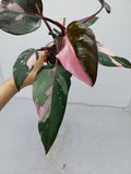 Philodendron Pink Princess