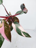 Philodendron Pink Princess