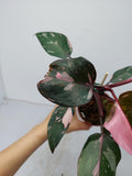 Philodendron Pink Princess