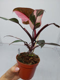 Philodendron Pink Princess