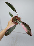 Philodendron Pink Princess