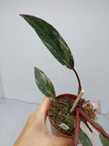 Philodendron Pink Princess