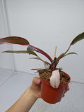 Philodendron Pink Princess