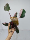 Philodendron Pink Princess