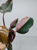 Philodendron Pink Princess